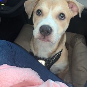 Meet your Posher, Loretta